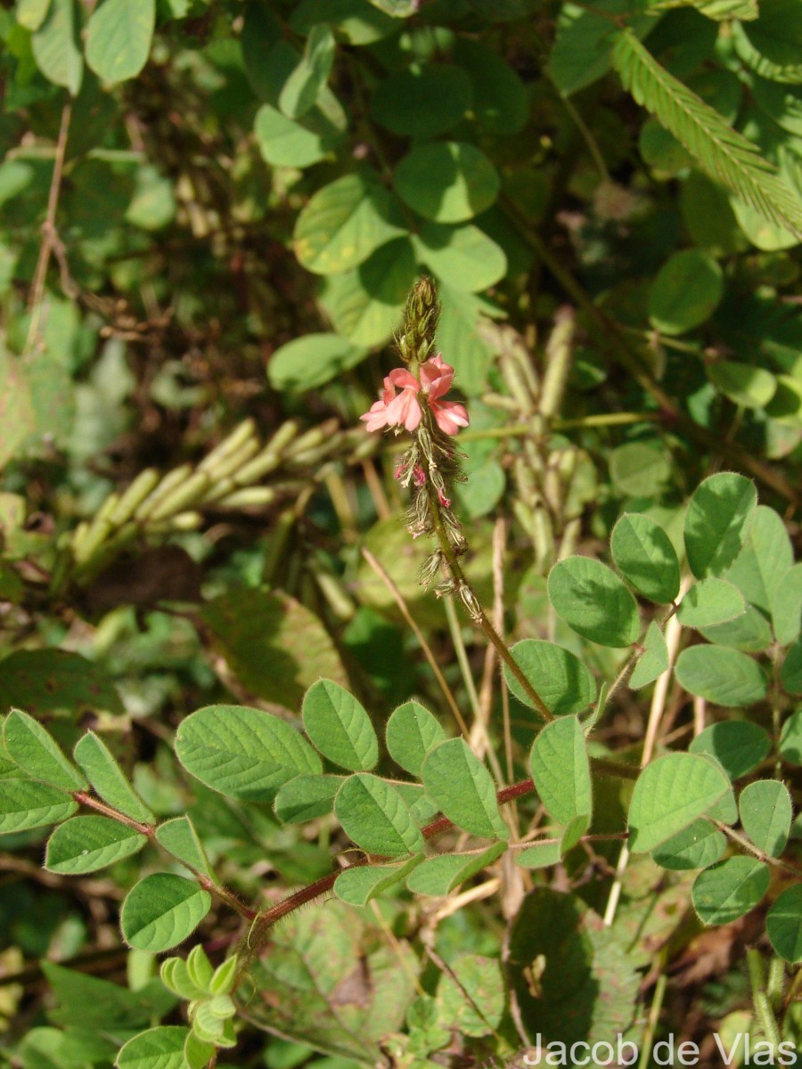 Indigofera hirsuta L.